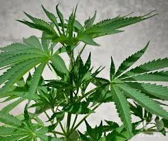 大麻の乱用が学生に広がっています。あなたのお子さんは大丈夫ですか。